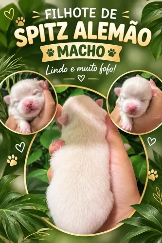 Filhote sptiz alemão