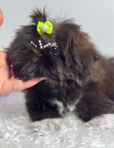 Shihtzu baby face macho chocolate um espetáculo 