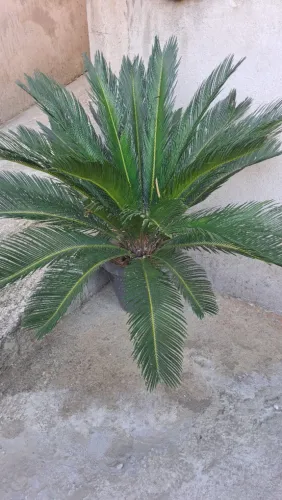Palmeira cica