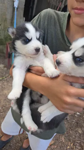 OFilhotes de Husky Siberiano Puro, 5 fêmea e 1 macho!