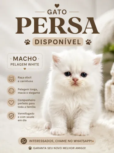 Gato persa 