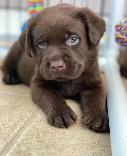 Filhote de Labrador Chocolate O Companheiro Perfeito Para Sua Família