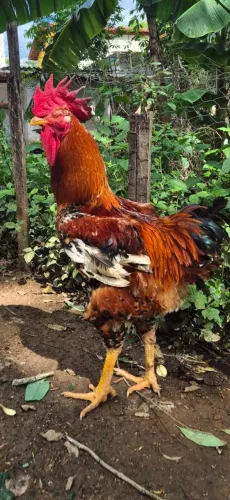 Vendo Galinha Sertaneja Balão de Baixa Grande