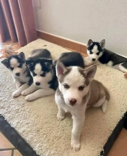Filhotes de Husky Siberiano | Filhotes que encantam famílias!