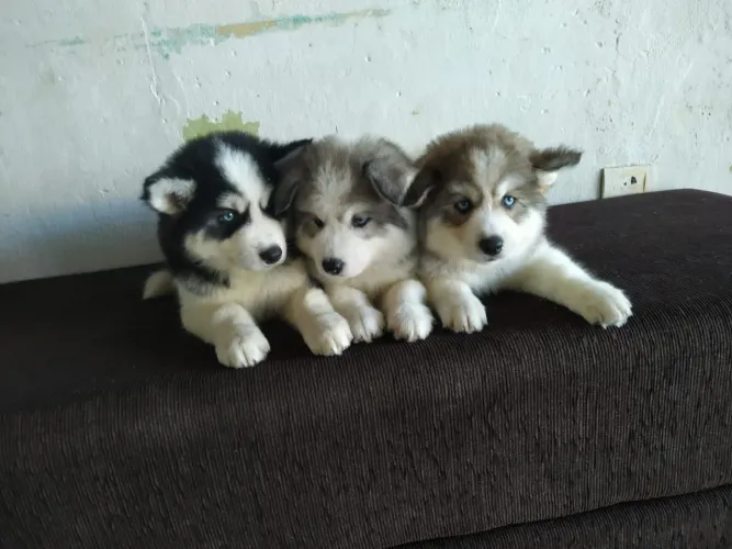Filhotes de Husky siberiano