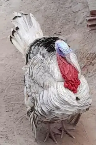 Peru de Roda