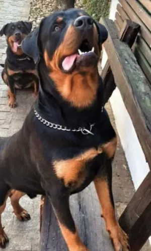 Rottweiler puro Filhotes já disponíveis