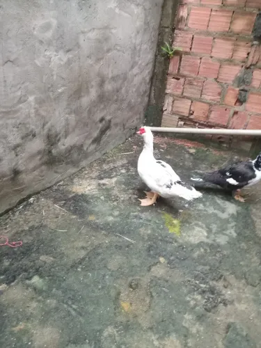 Vendo dois patos de raça