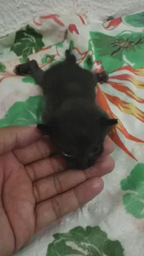 Doação de gatos filhotes