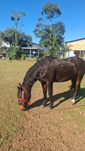 Cavalo Crioulo - Bom de laço