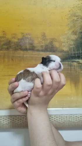 Shih Tzu fêmea miniatura tricolor um espetáculo