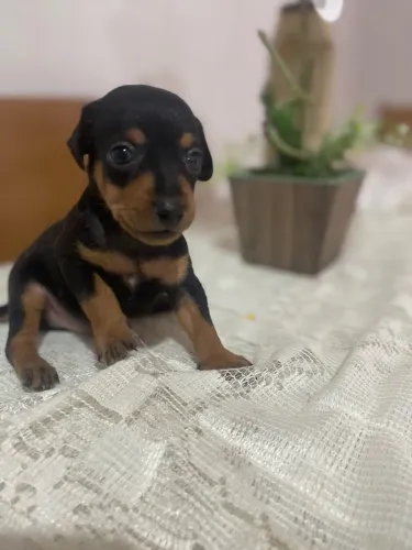 Carrocho pinscher tem 3 fêmeas e 2 machos