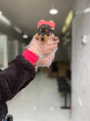 Pinscher macho/fêmea- Exclusividade, segurança e elegância em um só filhote