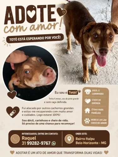 Doação cachorro
