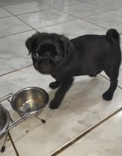 Pug macho
