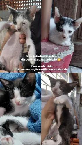 Gatinhos para adoção