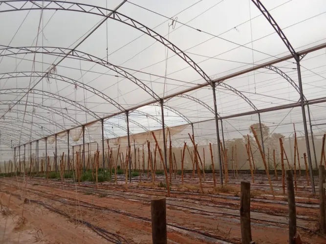 Estufa Agrícola Zanatta 1537m2