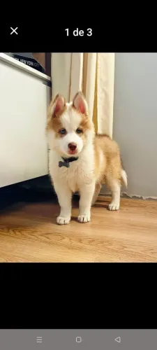 Rusk siberiano