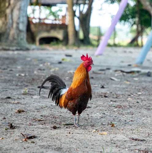 Garnisés Galize macho
