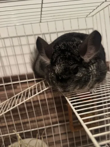 Chinchila 