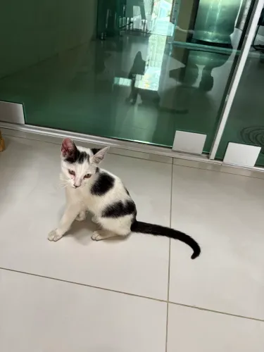 Adoção responsável gatos
