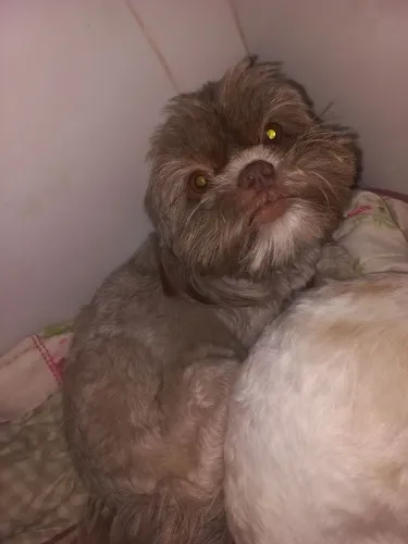 Doação de shitzu