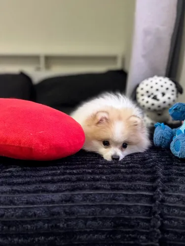 Filhote de Lulu da pomerania macho