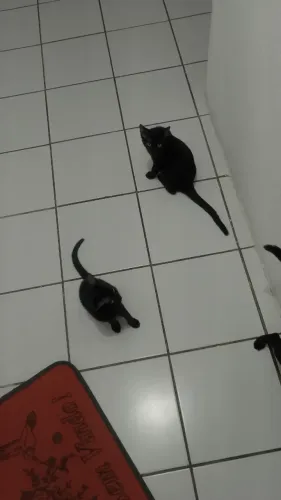 Gatinhos