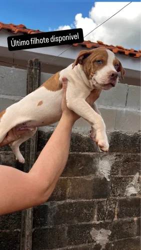 Filhote american bally com Pit bull