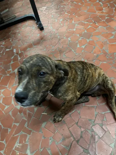 Cachorro Vira-Lata para adoção