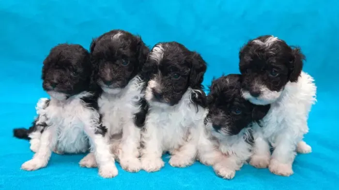 Yorkpoo fofos caminha brinde zap 85 99629.3794