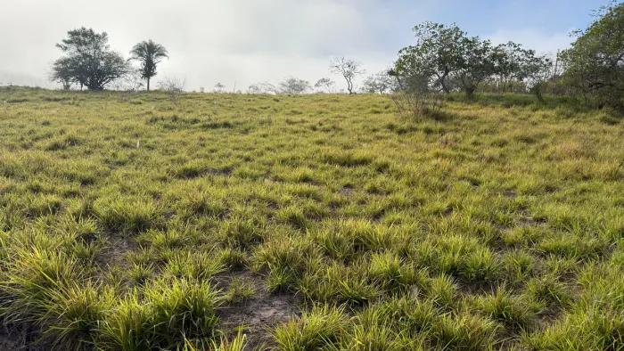SÍTIO À VENDA 5 TAREFAS EM AMARGOSA-BA