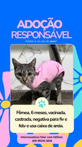 Gatinha Adoção responsável