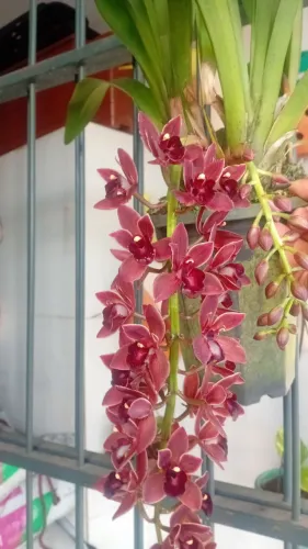 Orquídeas 