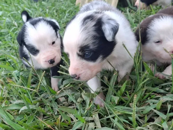 border collie filhotes preto de branco
