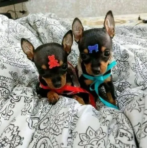 Lindos filhotes de Pinscher 00