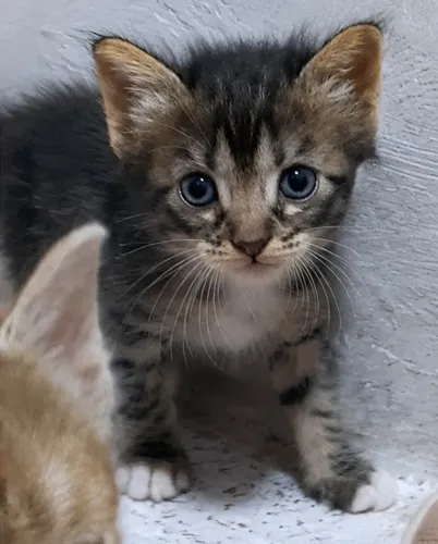 Doação de gatinho