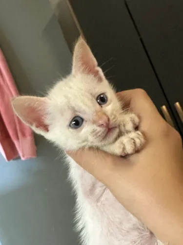 Gatinhos de olhos azuis