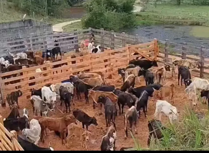 Gado