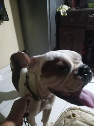 Doação de bulldog adulto.