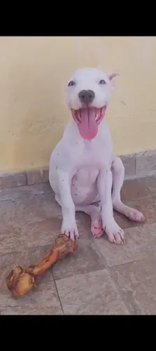 Filhote Pitbull 5 meses.