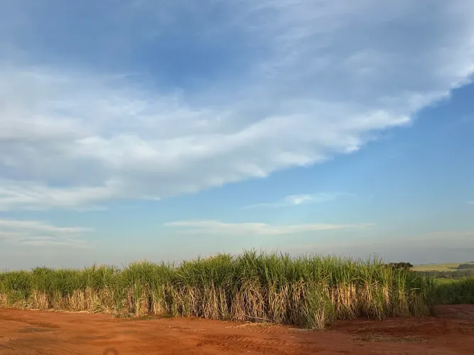 Sítio com 10 alqueires em cana-de-açúcar 