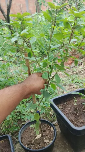 Mudas de mangericão já grande no vaso de 5L 