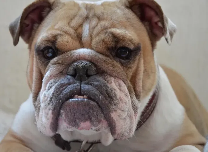 Troco, ele por ele, buldogue inglês por buldogue francês