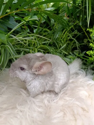 Chinchila