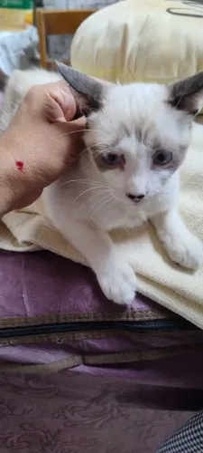 Doação de gata