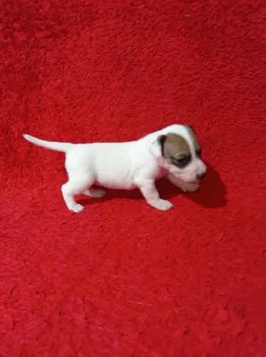 Jack Russel terrier
