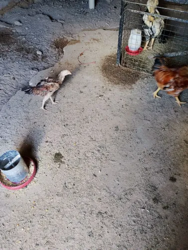 Galinha de capoeira