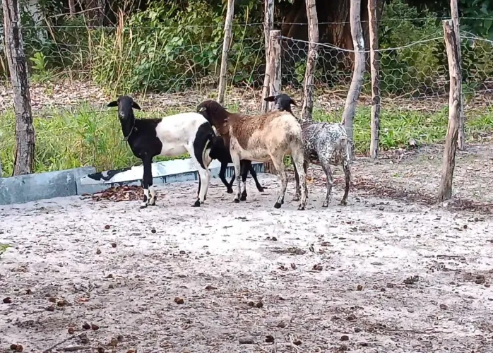 Lote extra d ovelhas 
