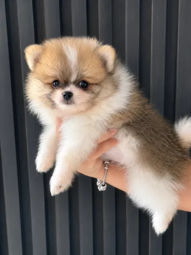 Spitz alemão com o preço incrível